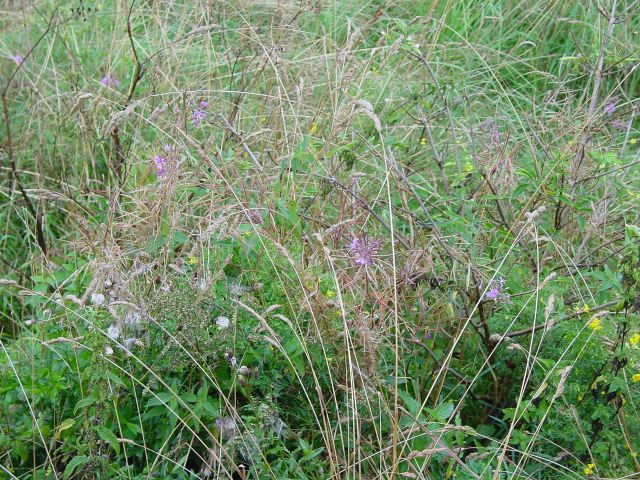 dsc01235.jpg
