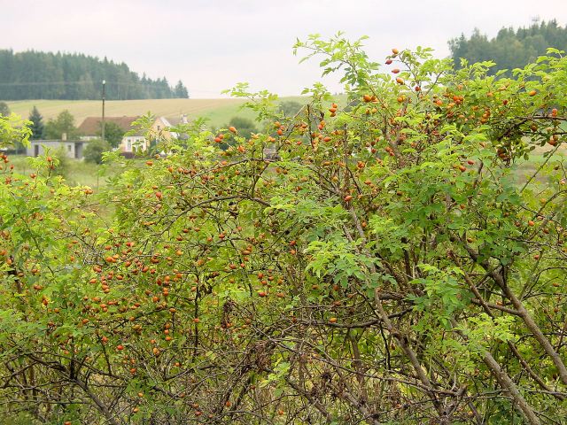 dsc01325.jpg