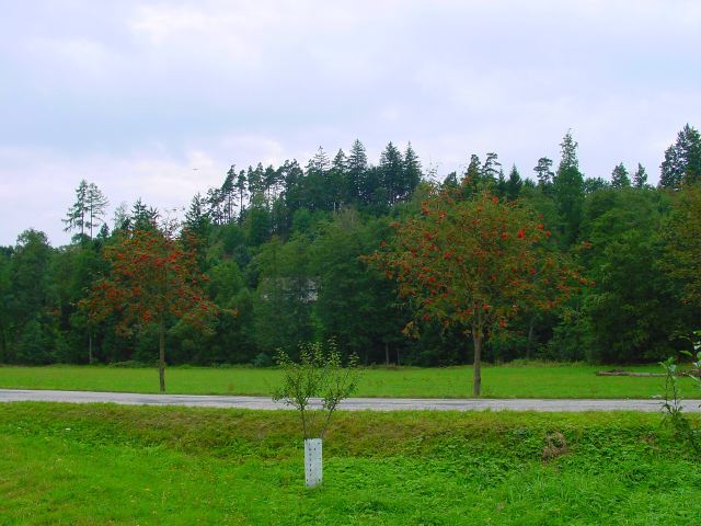 dsc01336.jpg