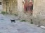 catlooking
