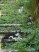 catslooking