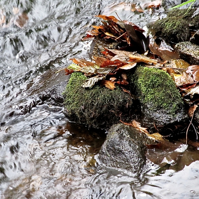 Blätter/Steine/Wasser_10